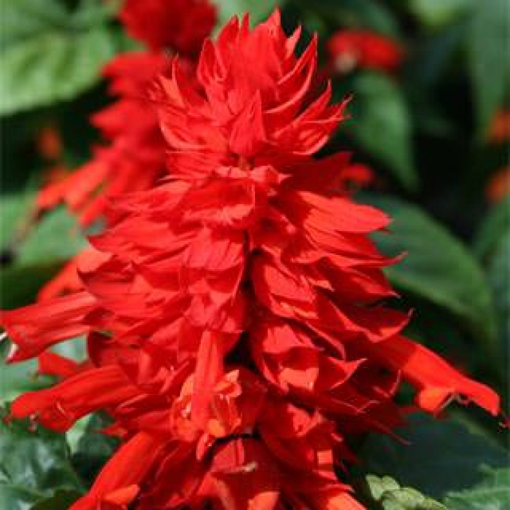 Salvia Passion scarlet