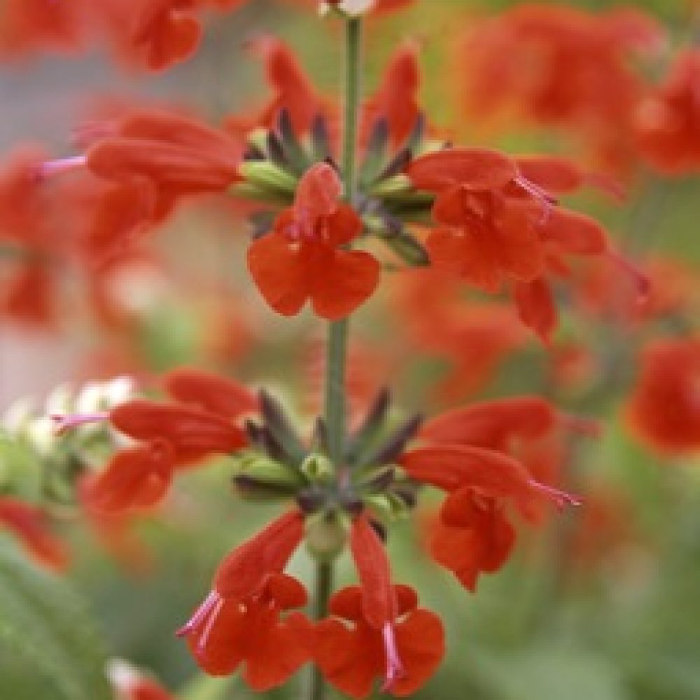 Salvia Summer Jewel