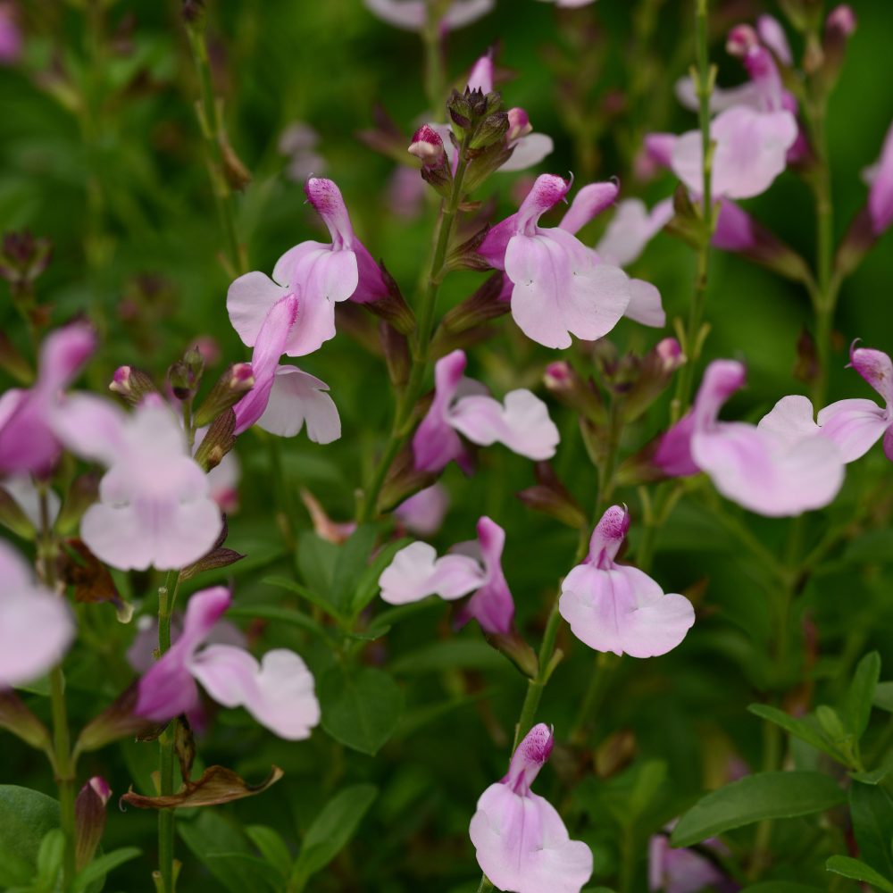 Salvia Mirage