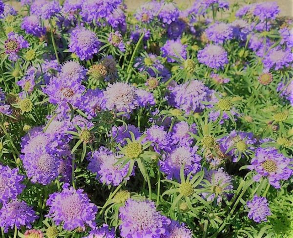 Scabiosa blue note (2)