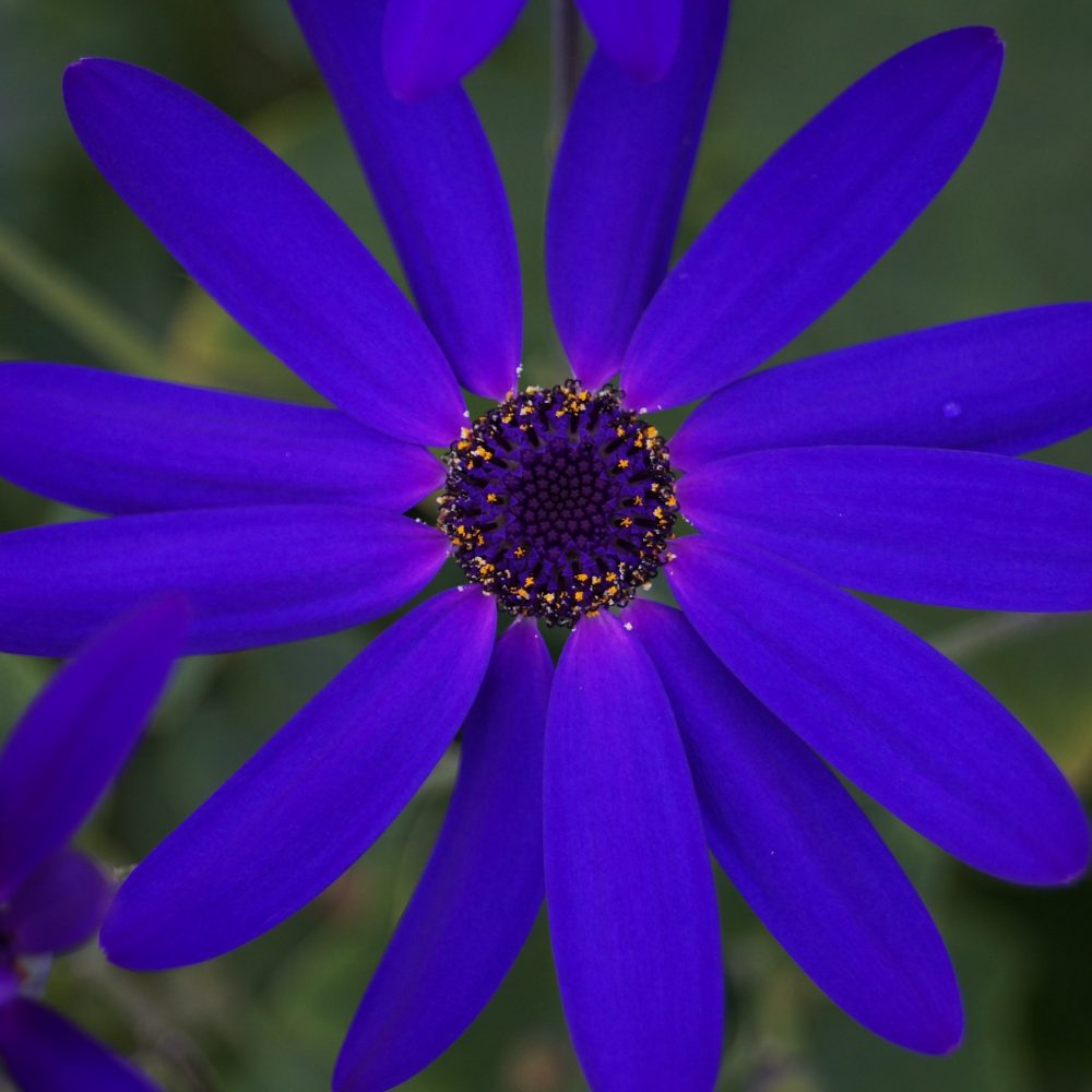 Senetti (16)