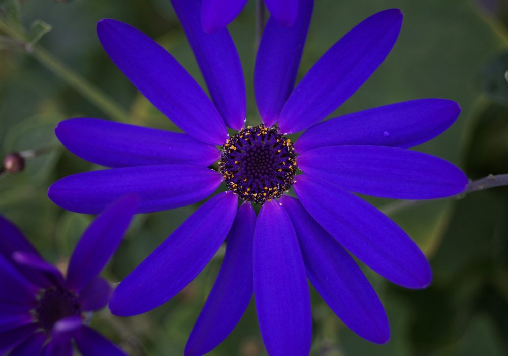 Senetti (16)