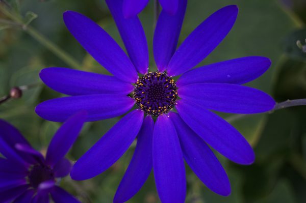 Senetti (16)