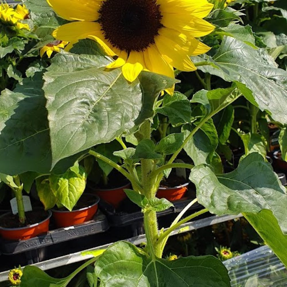 Sunflower Miss sunshine