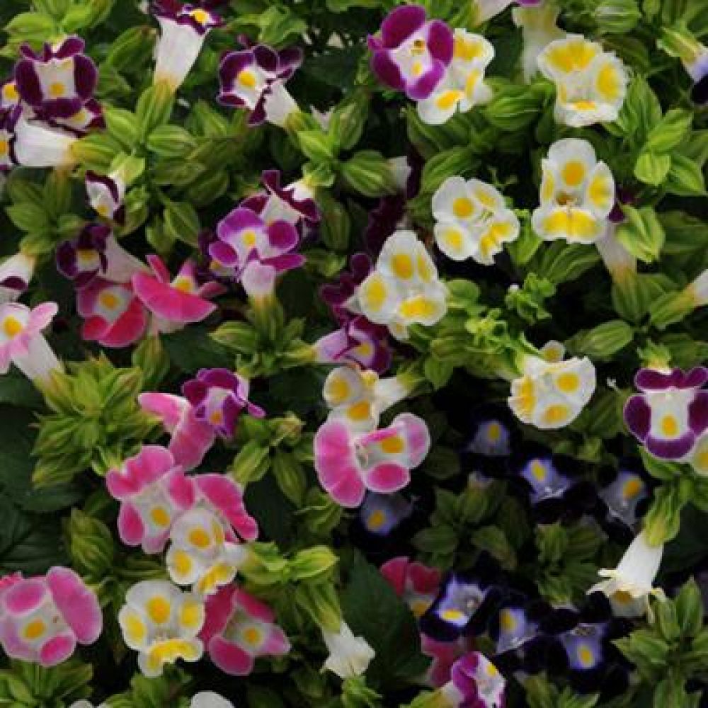 Torenia Mixed