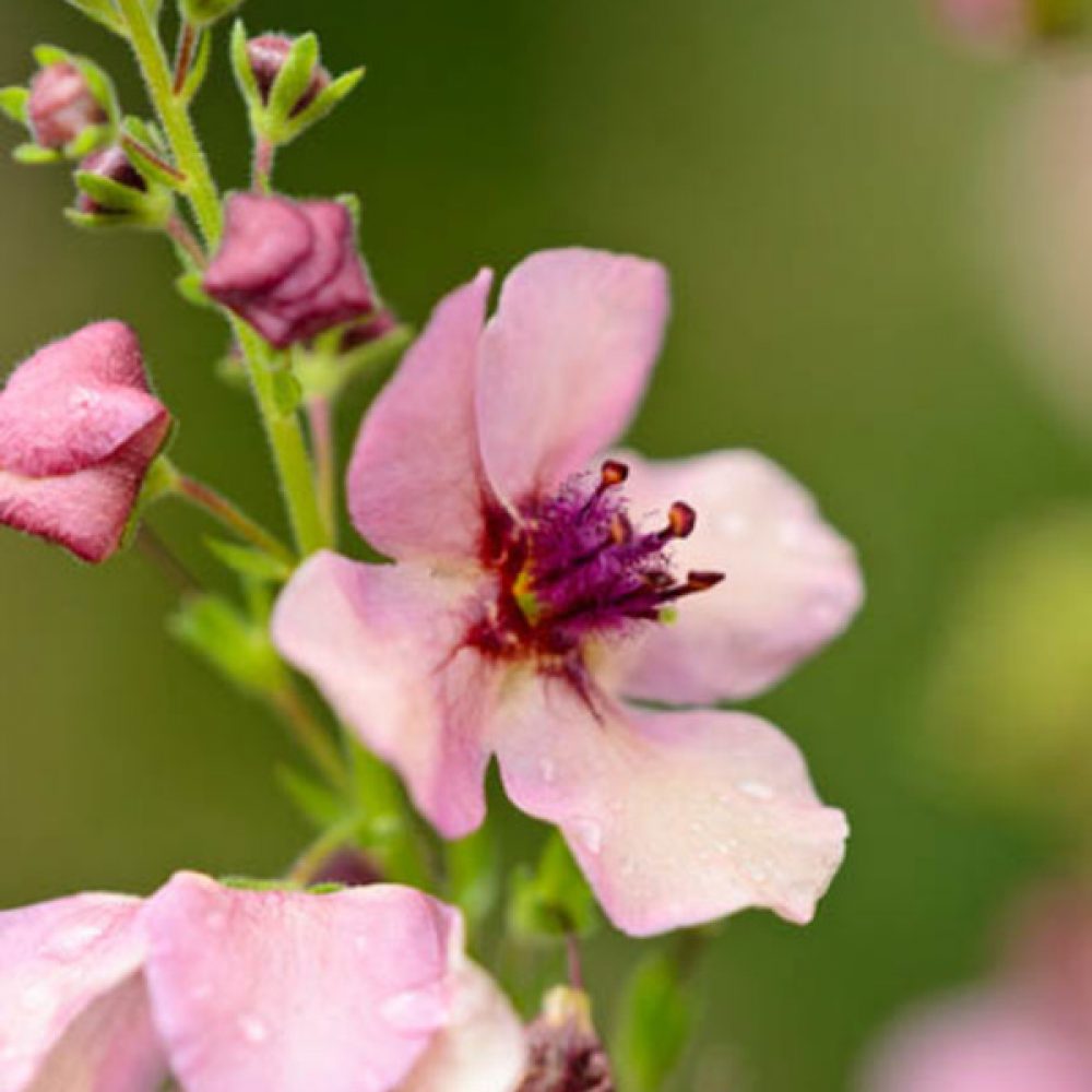 flora, flower, flowering, hybrid, mullein, perennial, plant, plant part, purple, Scrophulariaceae, summer, summerly, Verbascum, Verbascum Southern Charm, vertical