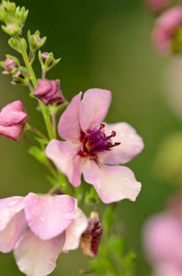 flora, flower, flowering, hybrid, mullein, perennial, plant, plant part, purple, Scrophulariaceae, summer, summerly, Verbascum, Verbascum Southern Charm, vertical