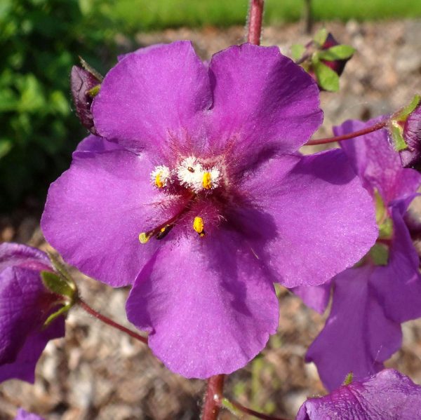 Verbascum temptress purple