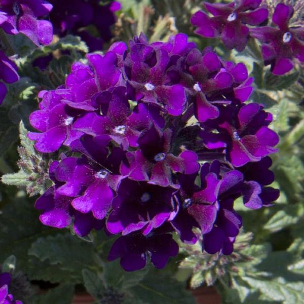 Verbena Showboat Midnight