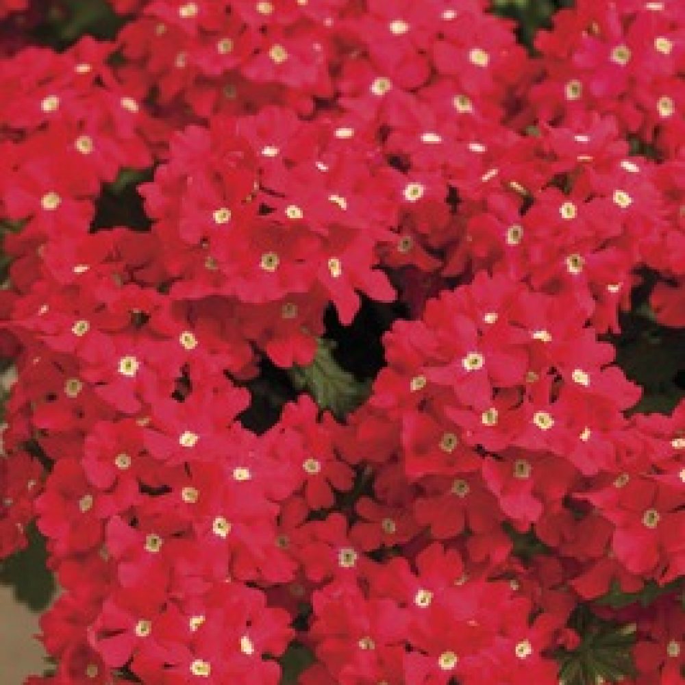 Verbena Vectura Scarlet eye