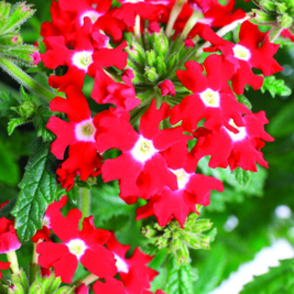 Verbena red with eye