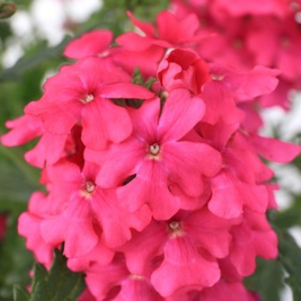 Verbena vectura Coral