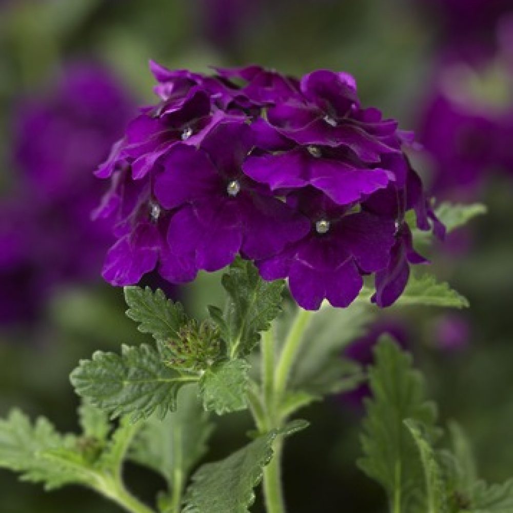 Verbena vectura Purple