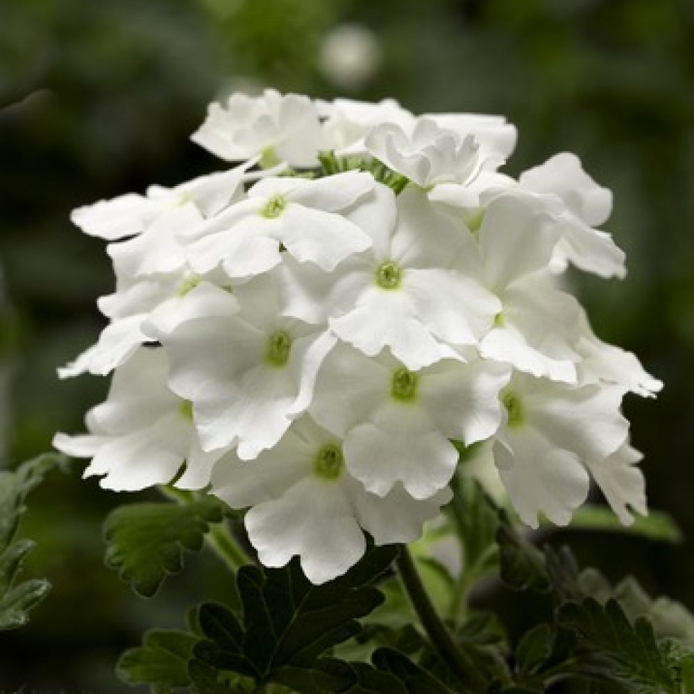 Verbena vectura White