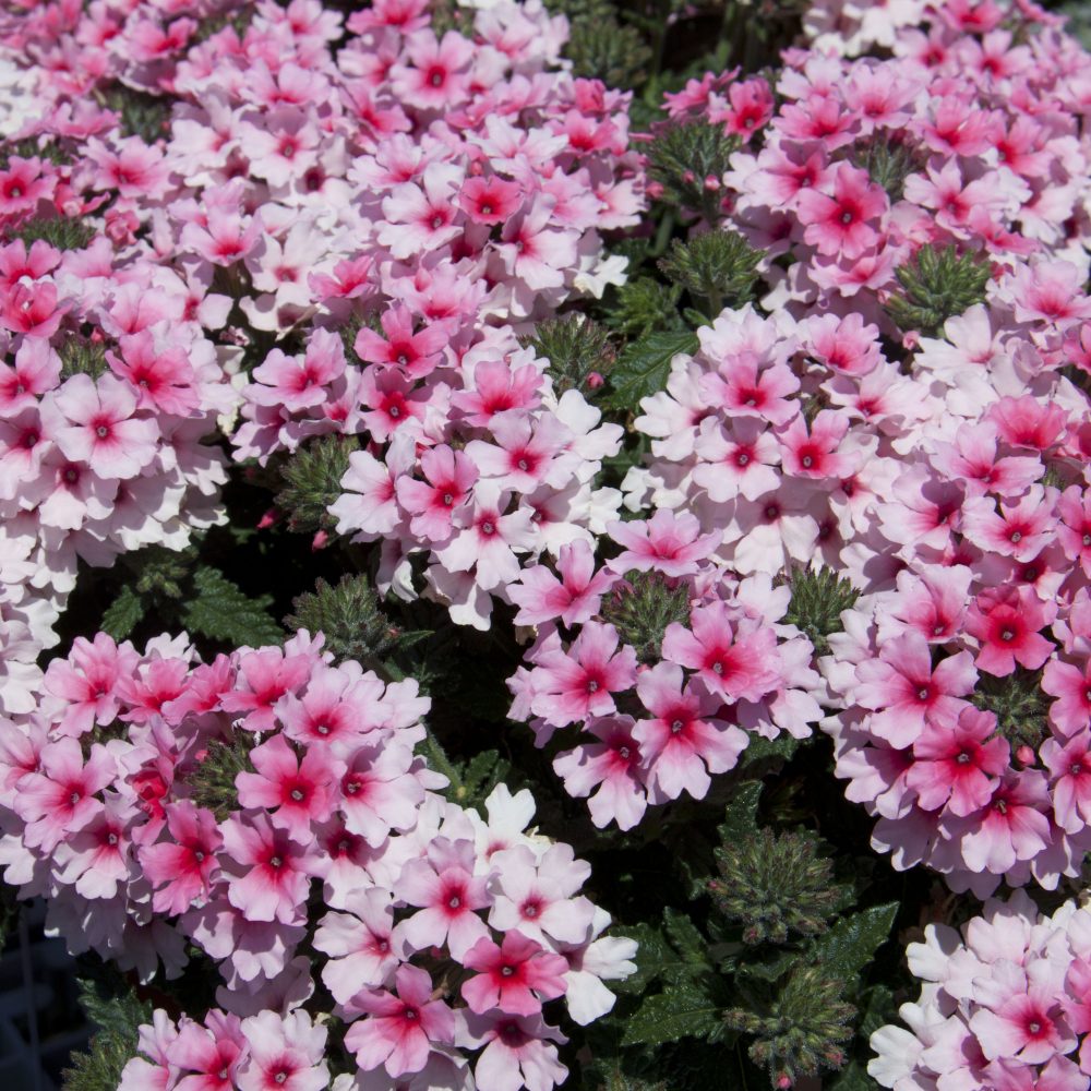 Verbena Vectura soft pink
