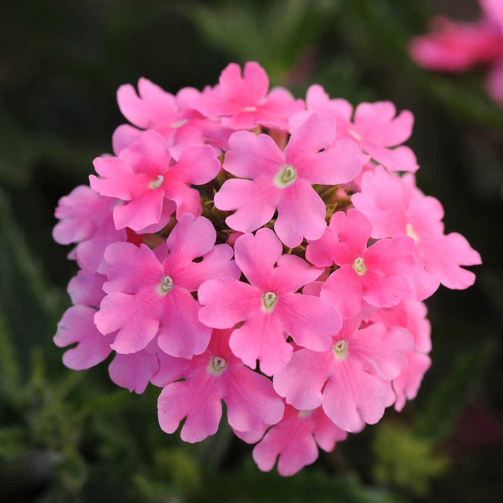 Verbena Vectura Pink