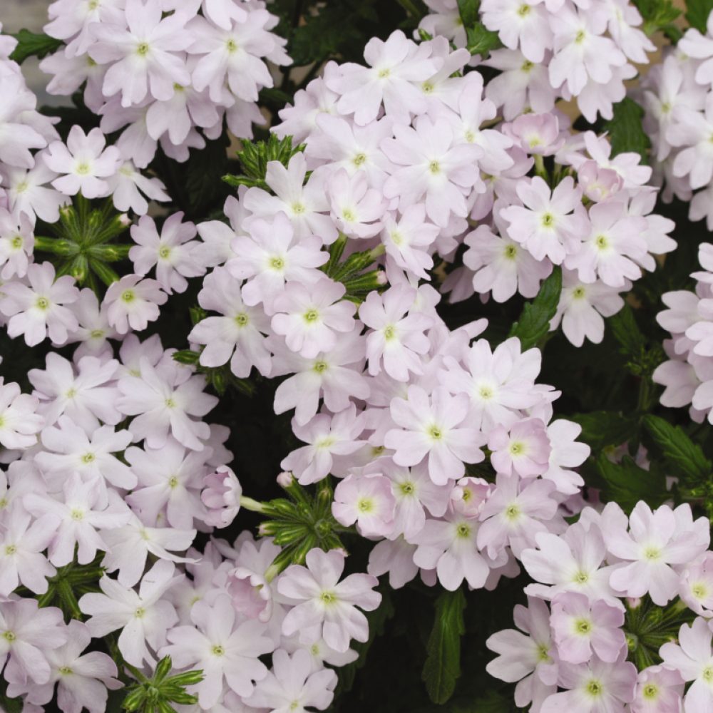 Verbena Silver Magic