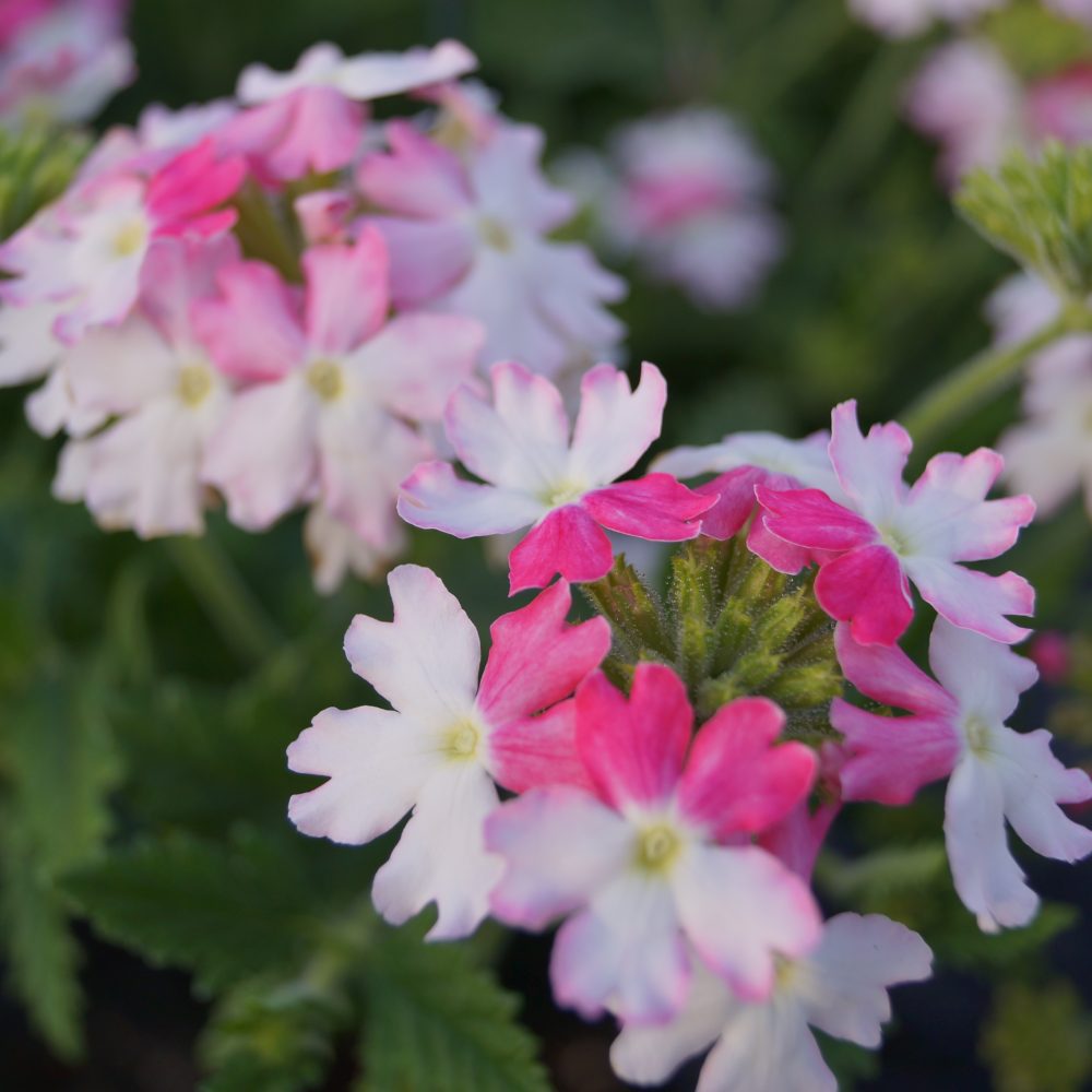 Verbena Pink Twister