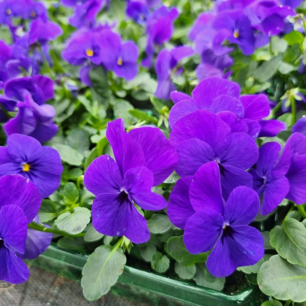 Viola Blue