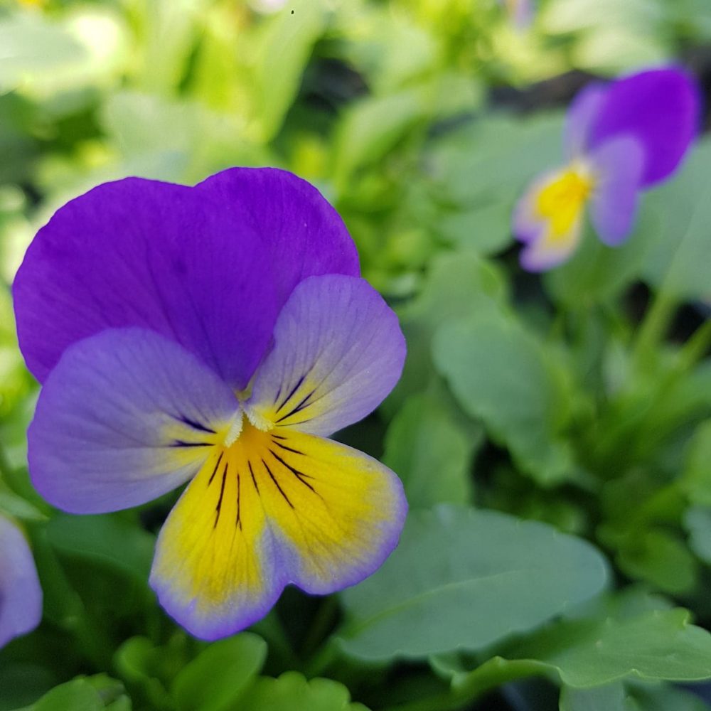 Viola Blue Purple Wing