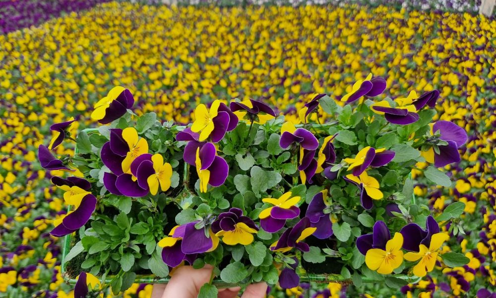 Viola Jump Up yellow