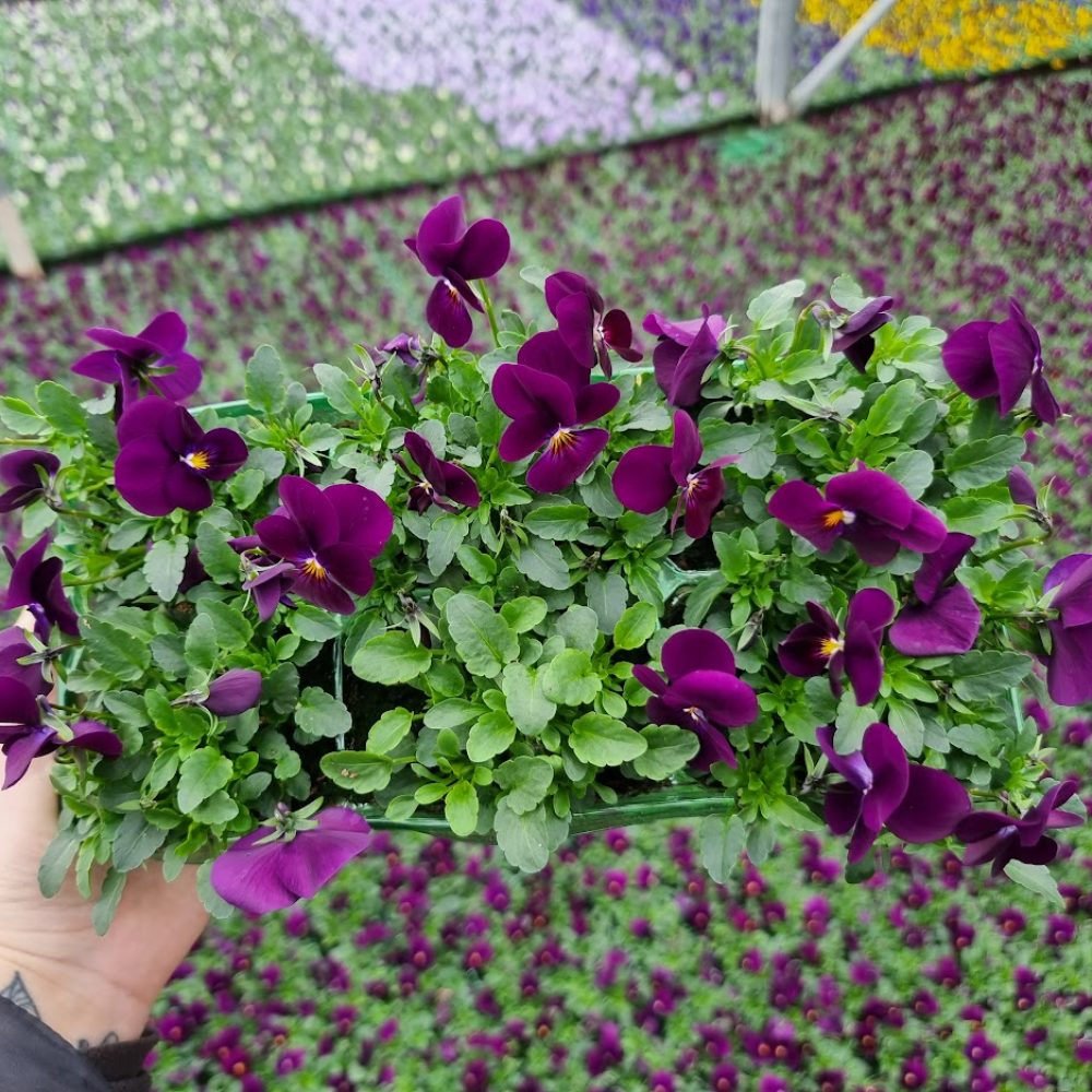 Viola Violet