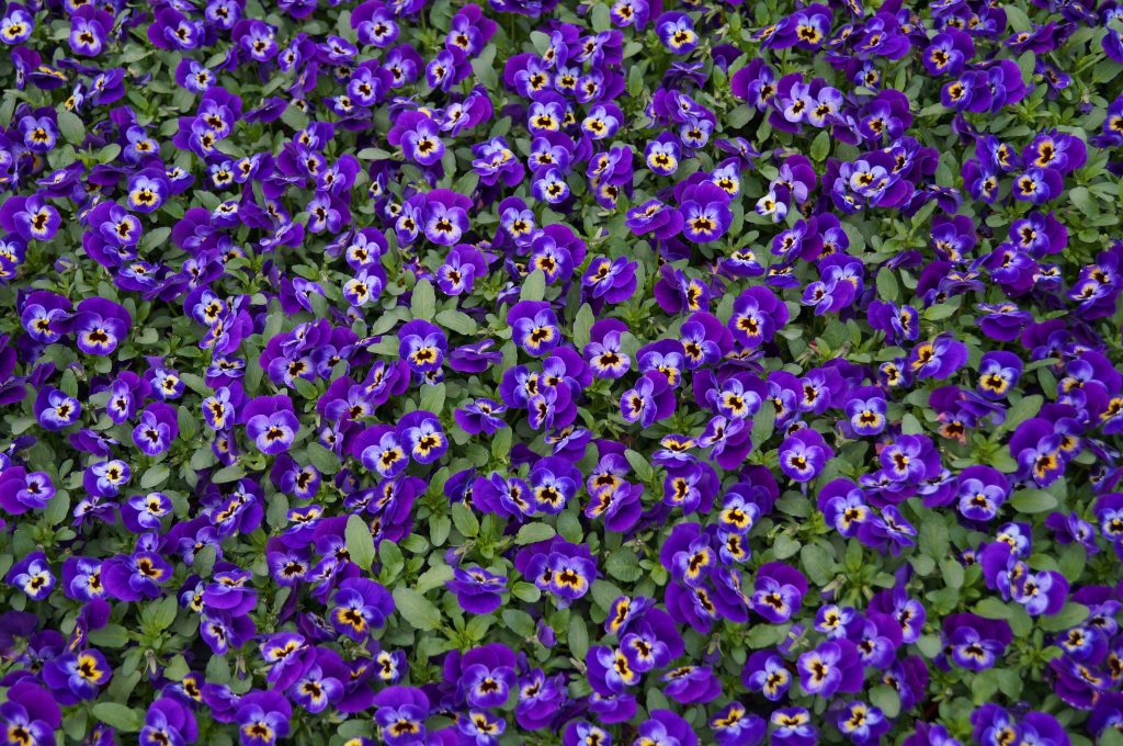 VIOLA JOLLY FACE MG Webber West Country Grown Ltd.