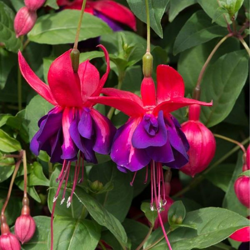 Fuchsia Voodoo