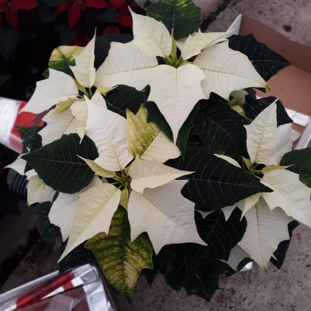 White Poinsettia