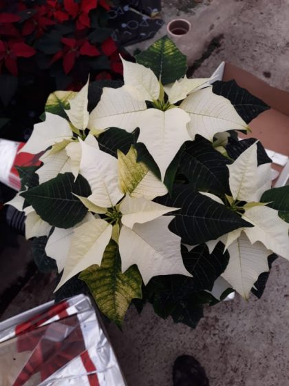 White Poinsettia