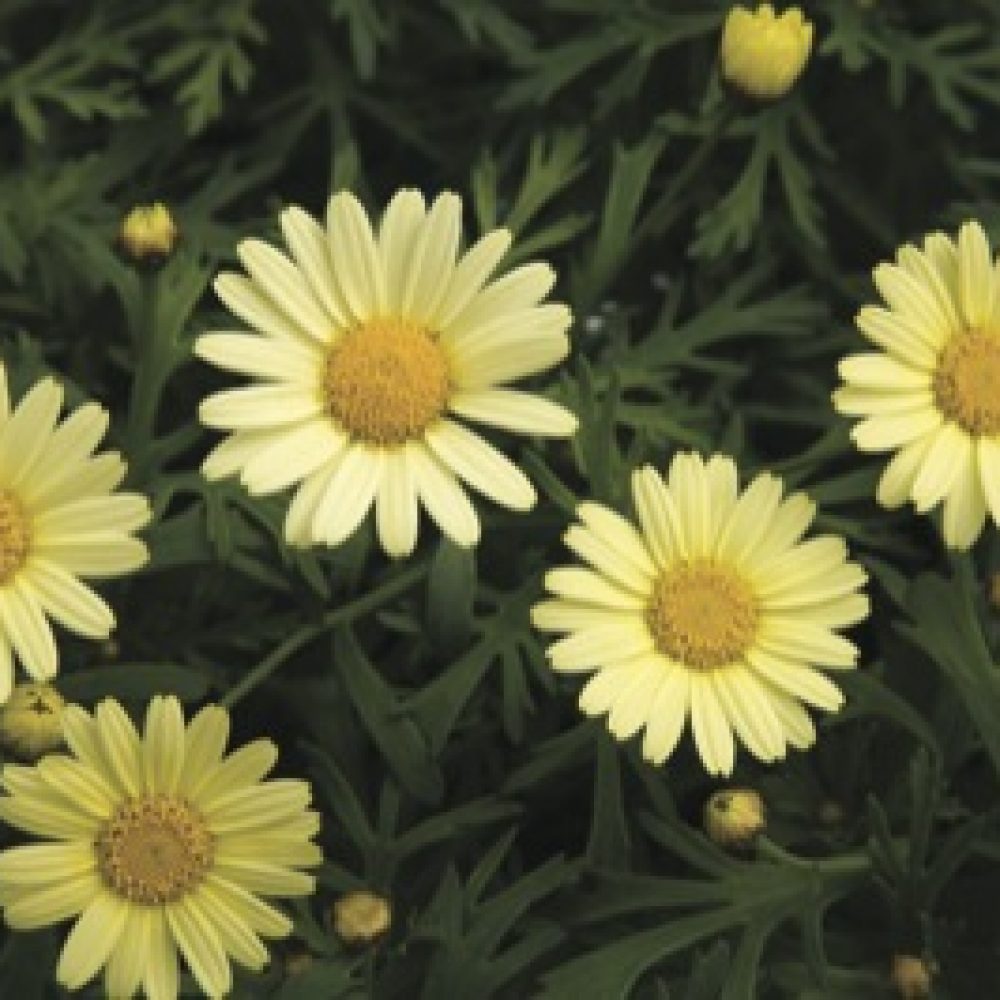 Agryanthemum Daisy Crazy Summit Yellow’ Pastel yellow saucer-shaped flowers over finely cut green foliage. Ideal for bedding and patio containers.