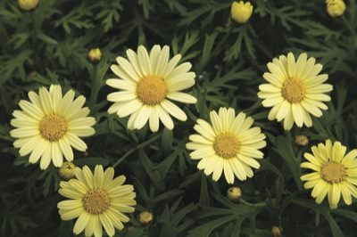 Agryanthemum Daisy Crazy Summit Yellow’ Pastel yellow saucer-shaped flowers over finely cut green foliage. Ideal for bedding and patio containers.