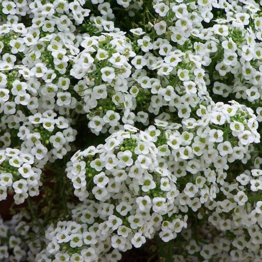 alyssum white