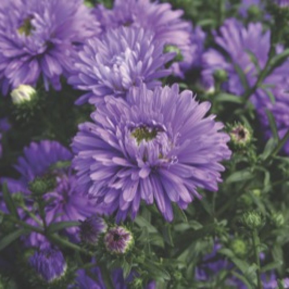 aster hen