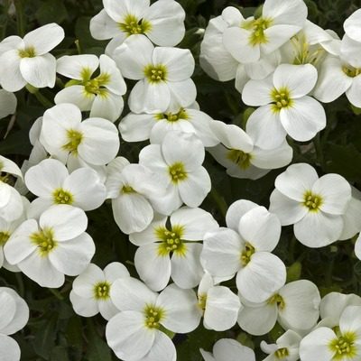 aubrieta Axcent White