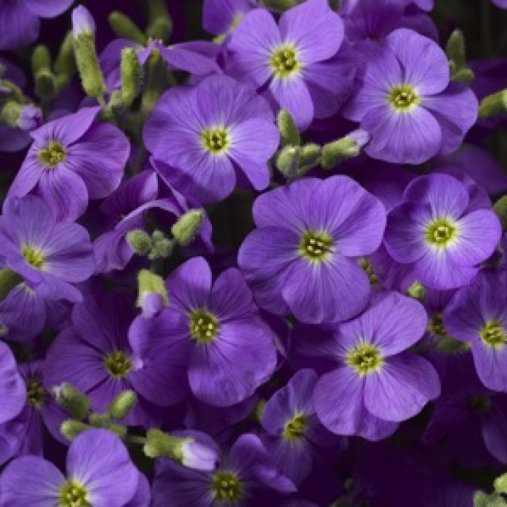 aubrieta light blue