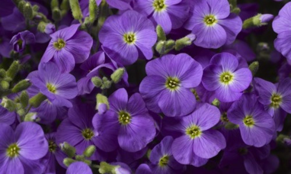 aubrieta light blue