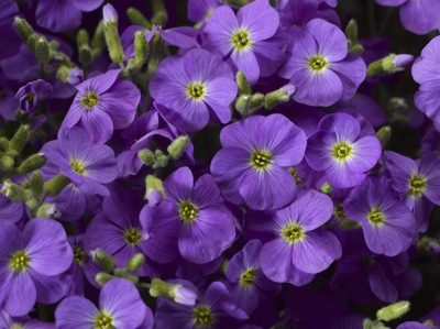 aubrieta light blue