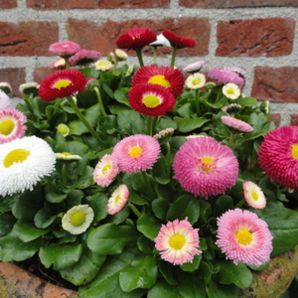 bellis mixed