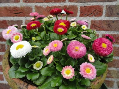 bellis mixed