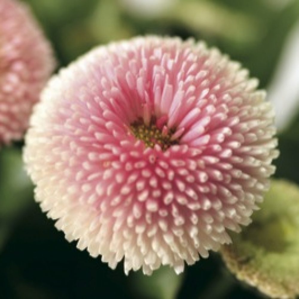 bellis strawberry cream