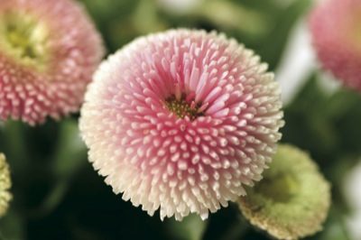 bellis strawberry cream