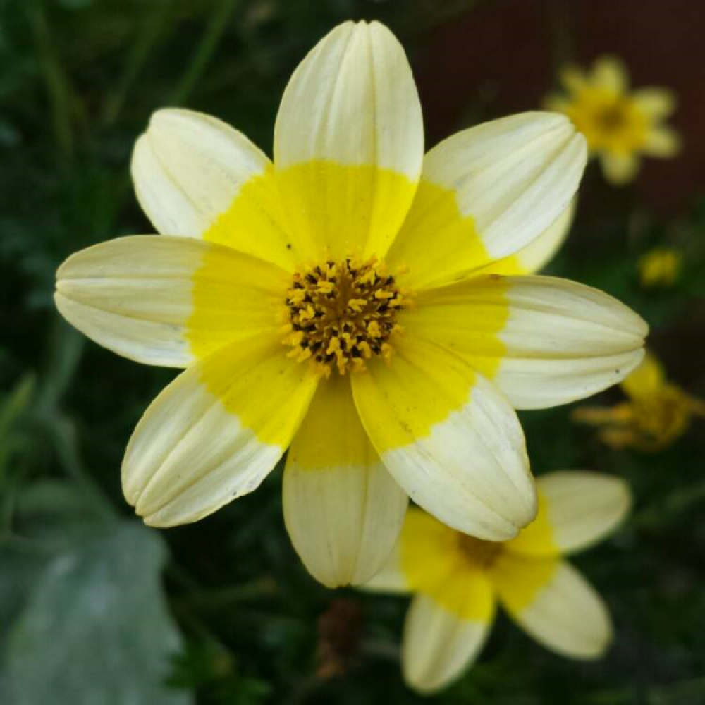 bidens golden eye