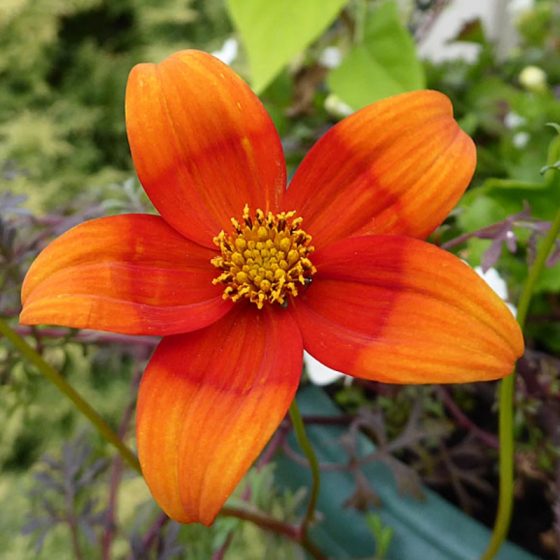 bidens hawaiian orange drop