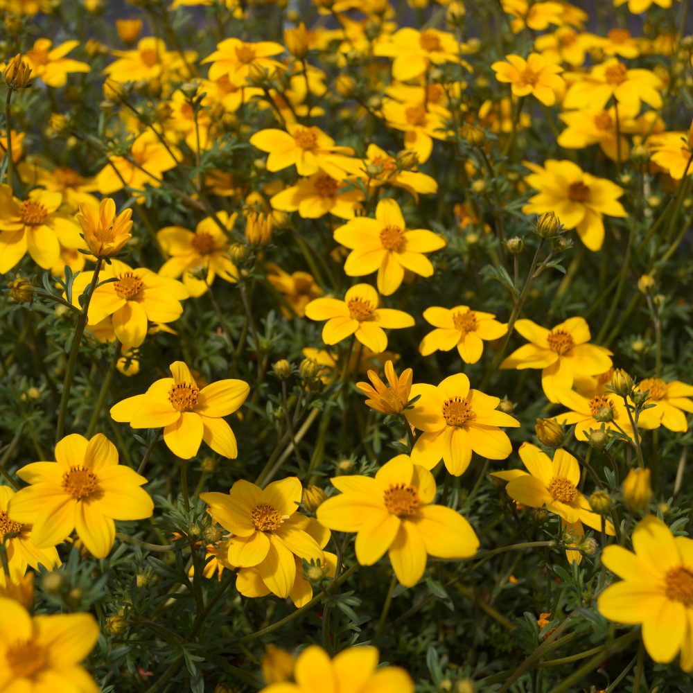 bidens trailing