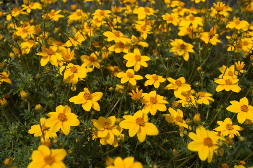 bidens trailing