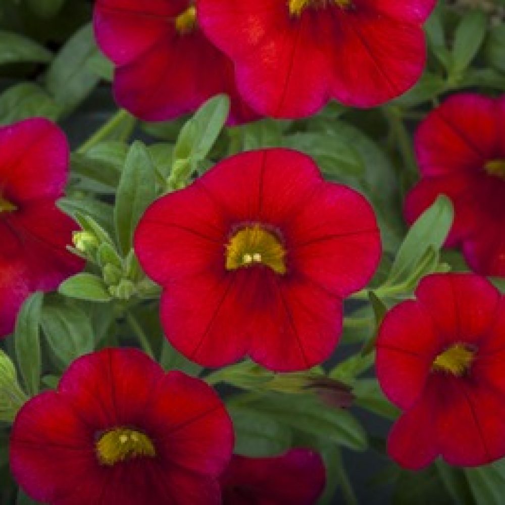 calibrachoa Bright red