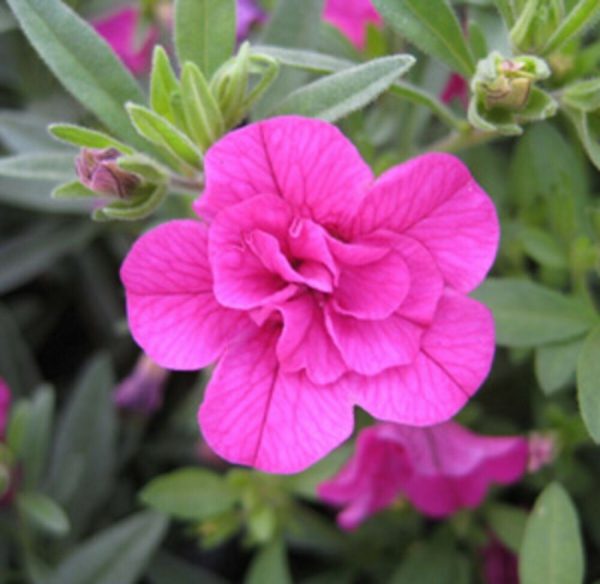 calibrachoa Double rose