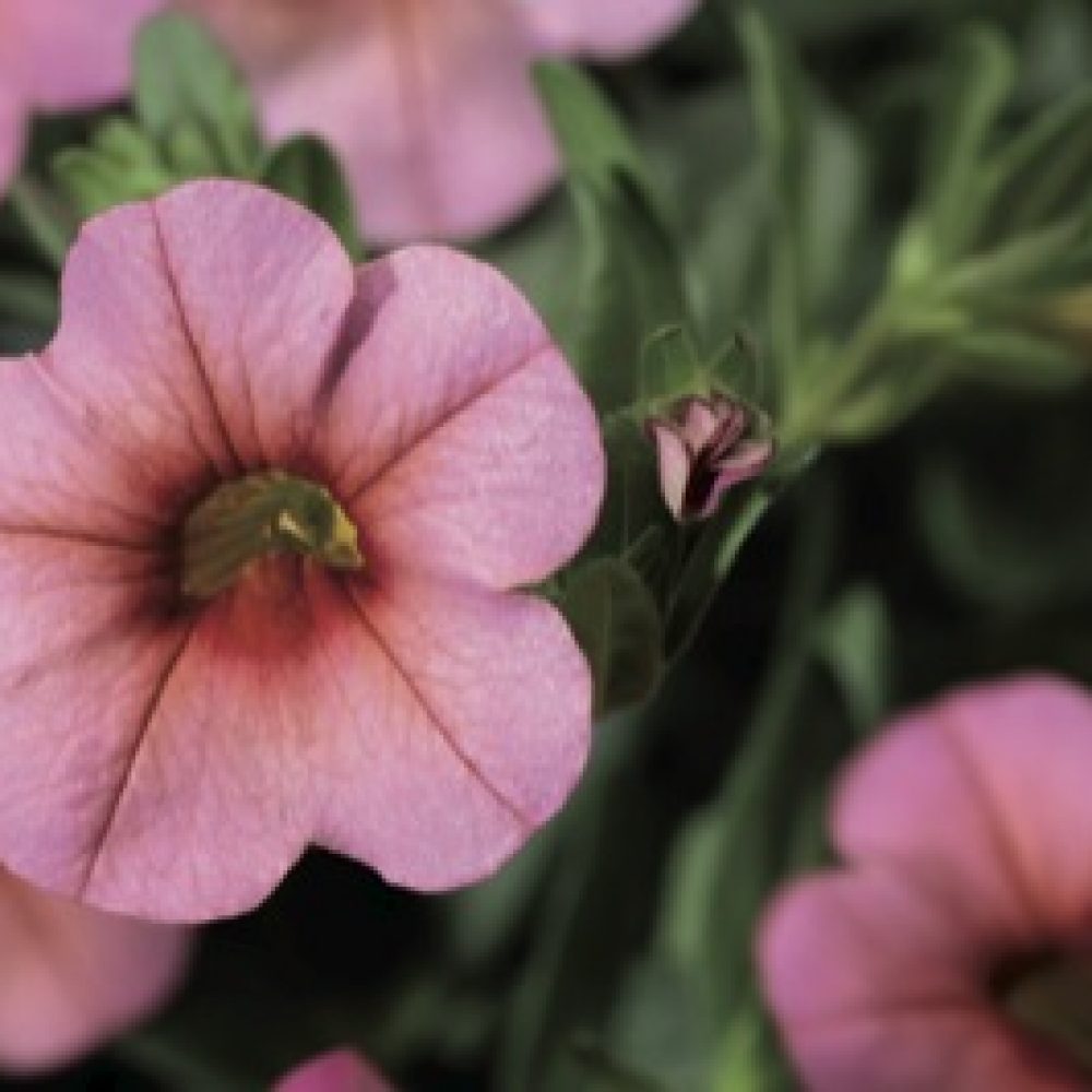 Calibrachoa Mango- 10cm These colourful plants form an excellent trailing habit. Ideal for your hanging baskets and garden containers. Produces masses of beautiful pink-peach shades with orange centre explosions throughout the flower.