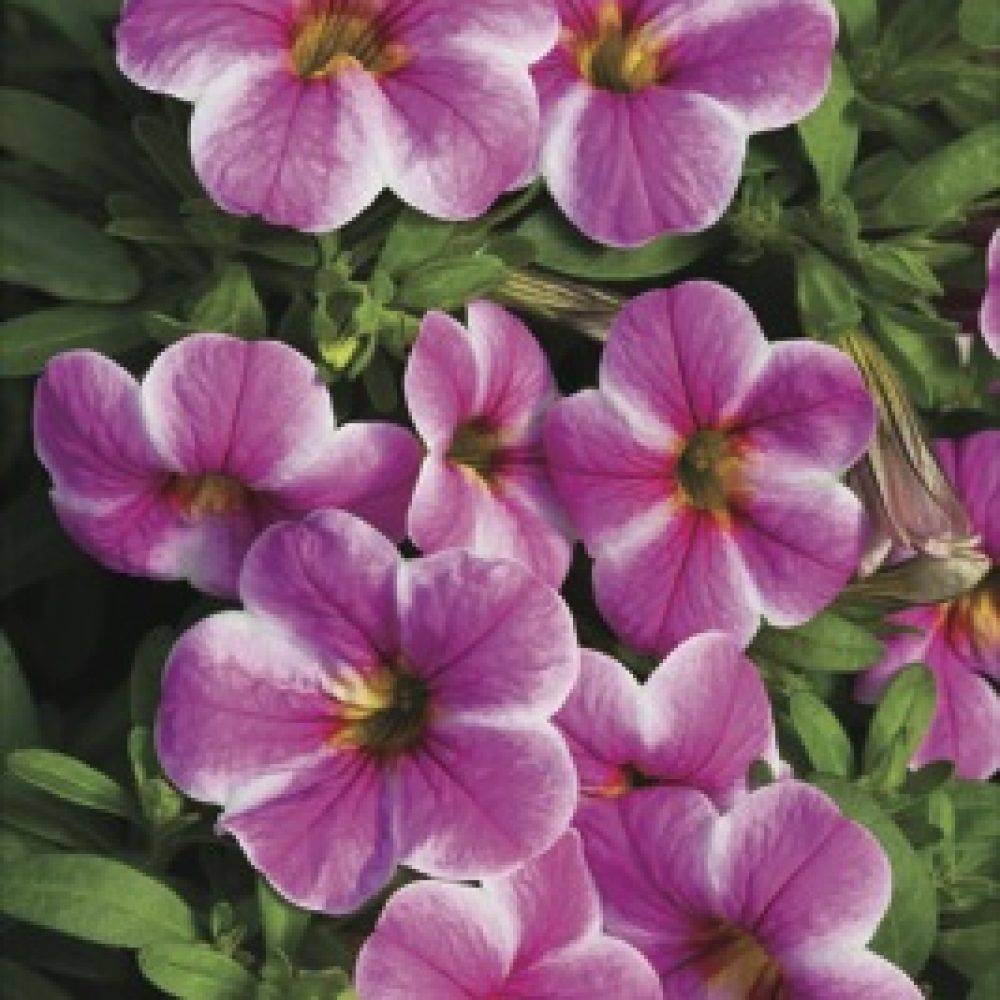 calibrachoa Painted coral